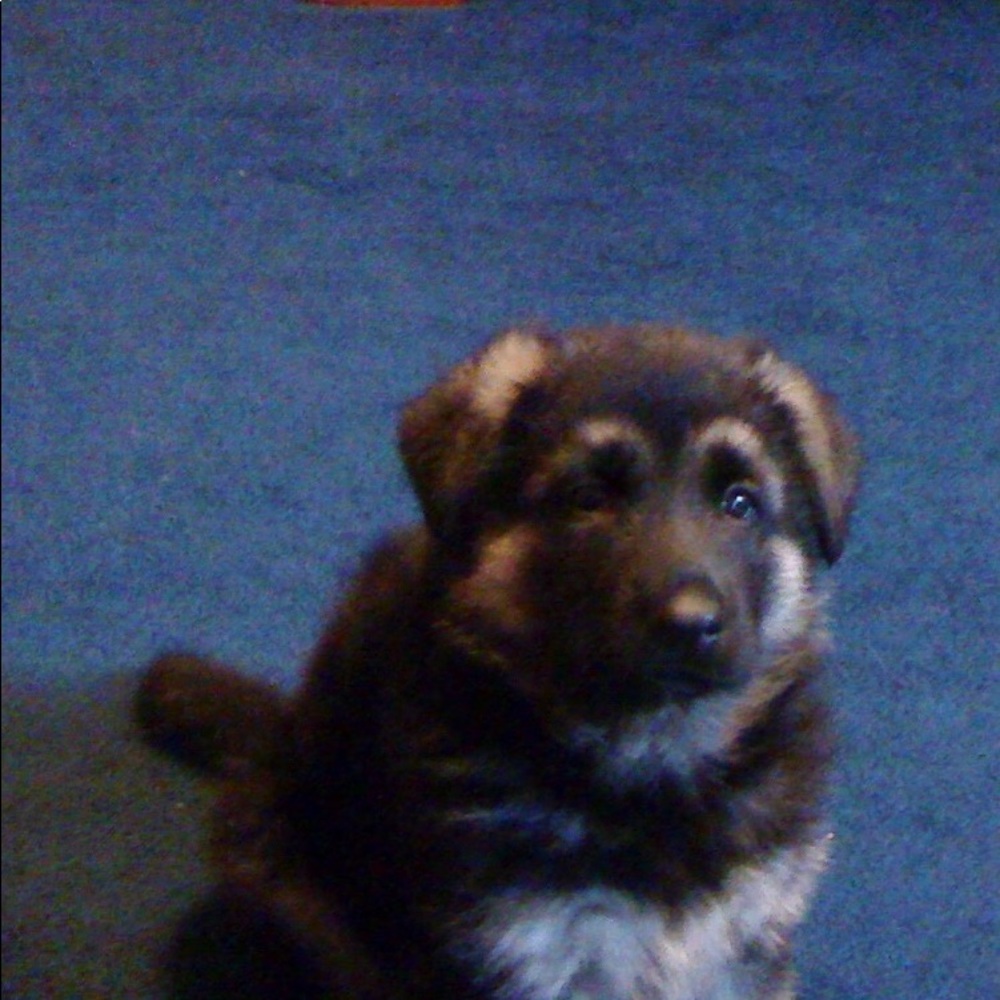 Meet your Posher, Perla